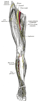 Leg Alignment